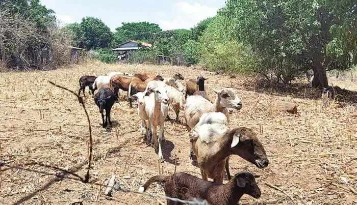 Además de cultivos, las familias realizan crianza de ganados y pelibueyes. / I.C.