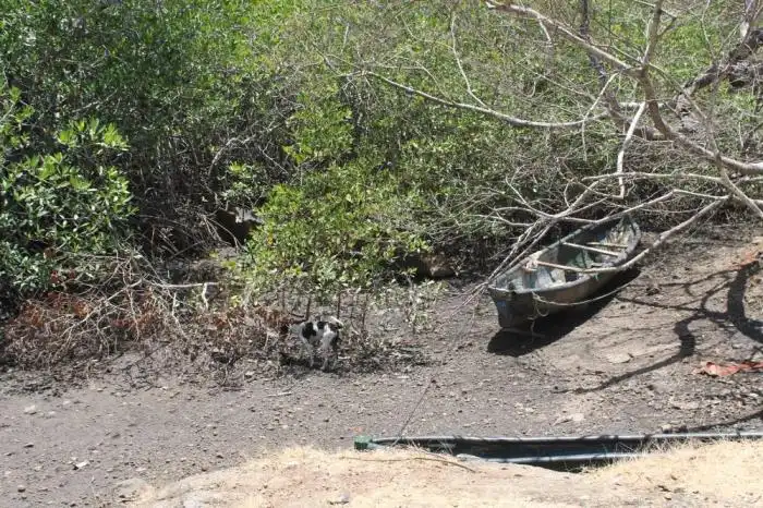 El aeropuerto colindaría con un manglar, fuente de ingreso para las familias de Condadillo. /I. C.