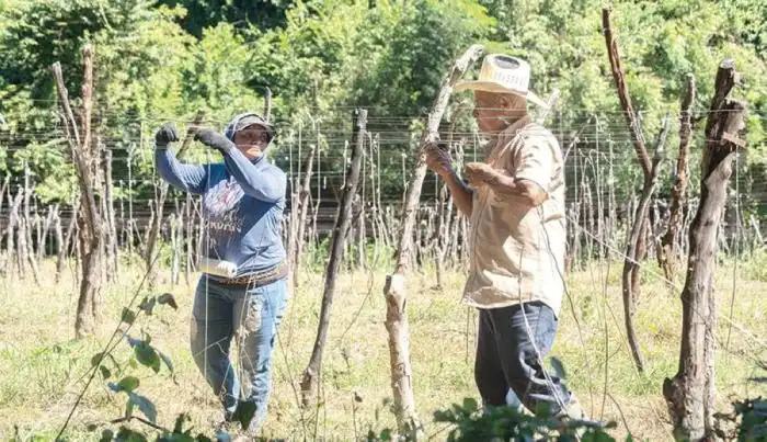 Trabajadores preparan un tendido para sembrar locoro en el terreno de San Vicente.  / Lisbeth Ayala