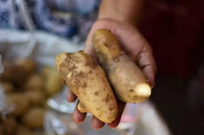 Los comerciantes señalaron que los quintales de papa regularmente tienen tener entre cinco y 20 libras de papas averiados. /Juan Martínez