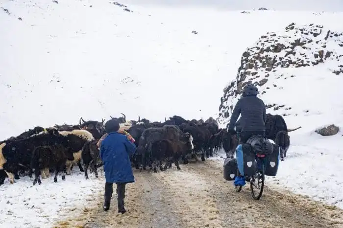 Chepe Ruiz pedalea tras una manada de yaks, unas vacas pequeñas, en Kirsguistán. / Fotografías de Marica van der Meer y José Ruiz.