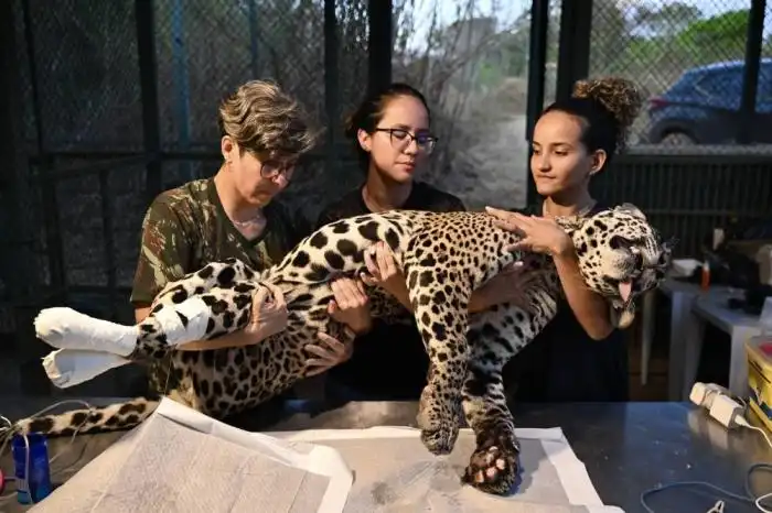 La veterinaria Poliana Motinha y sus colegas sostienen a Itapira, una joven jaguar hembra que sufrió quemaduras en las patas durante los recientes incendios en el Pantanal. /AFP,image_description: