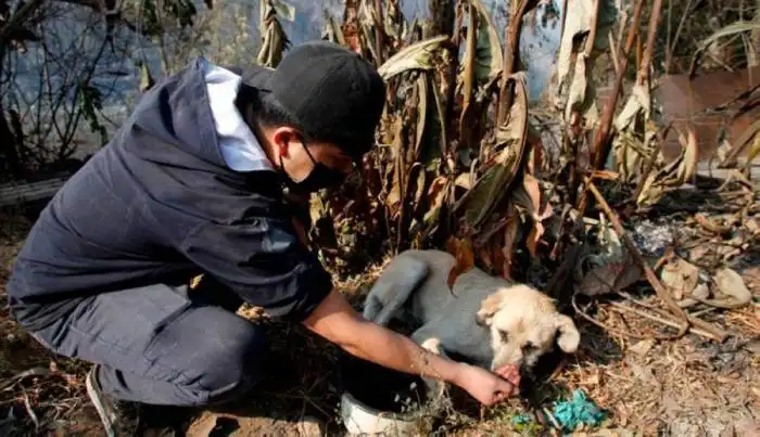 Una persona intenta darle agua a un perro que afectado por el fuego y el humo. / AFP