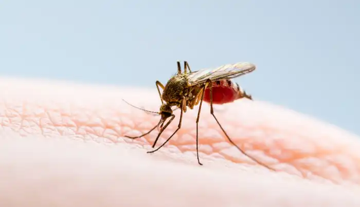 El dengue, el chikungunya, el zika, el virus del Nilo Occidental y la malaria son enfermedades transmitidas por mosquitos cuya proliferación podría expandirse en un mundo en calentamiento.
