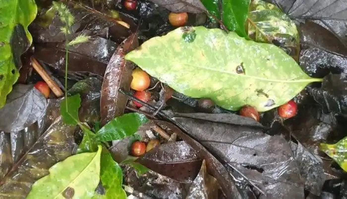 Granos caídos después de las intensas lluvias generadas por la tormenta tropical Sara. /Acafesal