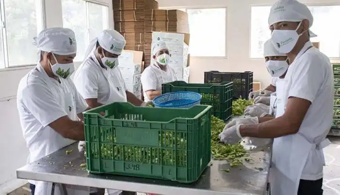 Trabajadores en la planta Fernaldia Exportaciones, ubicada en San Rafael Obrajuelo, La Paz, armando las bolsas de locoro para enviar a Estados Unidos. /Francisco Valle. 