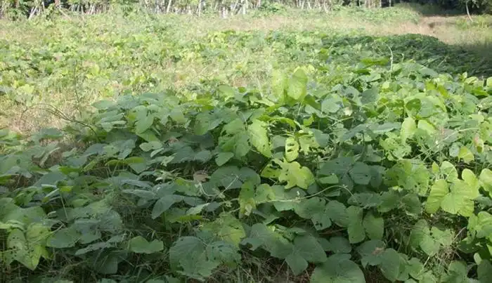 Las leguminosas fungen como regeneradoras del suelo porque sus raíces fijan nitrógeno que las planta utiliza como fertilizante. /Francisco Valle