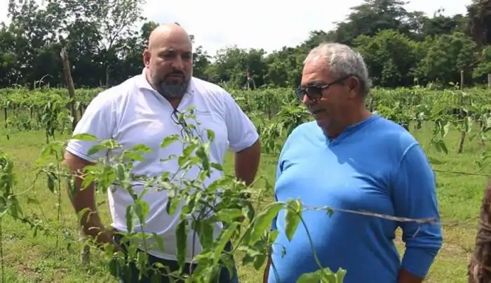 Jorge Monterrosa junto a su padre, Jorge, trabajan en la finca cultivando la popular flor de la gastronomía salvadoreña. Su padre se encarga de reproducir las plantas y mantener prácticas sostenibles. /Francisco Valle.