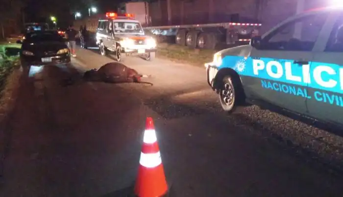 Un motociclista impactó contra una res en la carretera a El Paisnal y resultó con lesiones en uno de sus brazos. /Cruz Roja Salvadoreña
