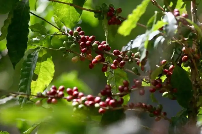 Los tipos de café que se producen en la finca son Bourbón, Marsella y Cuscatleco.